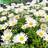 🌸 Graines FLEURS COMESTIBLES - MARGUERITE DES PRÉS Blanche - Graines BIO