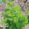 MÉLISSE - Graines BIO | La Semence Bio | Graines et Bio