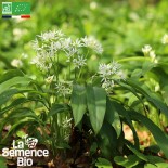 LÉGUMES PERPÉTUELS - AIL DES OURS - Graines BIO