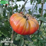 TOMATE BRANDYWINE ROSE - Graines BIO | La Semence Bio | Graines et Bio