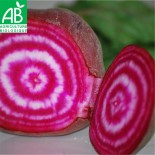 BETTERAVE CHIOGGIA - Graines BIO | Ferme de Sainte Marthe | Graines et Bio