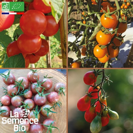 TOMATES CERISES EN MÉLANGE - Graines BIO | La Semence Bio | Graines et Bio