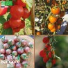 TOMATES CERISES EN MÉLANGE - Graines BIO | La Semence Bio | Graines et Bio