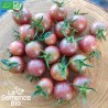 TOMATES CERISES EN MÉLANGE - Graines BIO | La Semence Bio | Graines et Bio