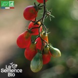 TOMATES CERISES EN MÉLANGE - Graines BIO | La Semence Bio | Graines et Bio