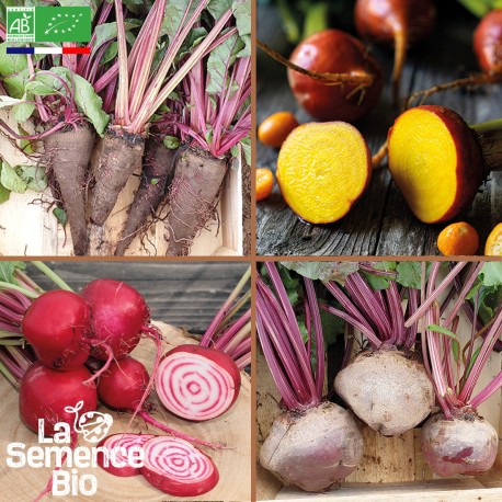 BETTERAVES en MÉLANGE 4 variétés - Graines BIO | La Semence Bio | Graines et Bio