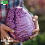 🥦 Graines de CHOU et BROCOLI - CHOU ROUGE POINTU Kalibos - Graines BIO