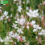 🌷Graines de FLEURS DE JARDIN - GAURA de Lindheimer - Graines BIO