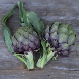 🥦 Graines d'ARTICHAUT - ARTICHAUT VIOLET DE PROVENCE - Graines non traitées