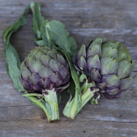 ARTICHAUT VIOLET DE PROVENCE - Graines non traitées | Ferme de Sainte Marthe | Graines et Bio