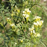 MENTHE NOIRE PERUVIENNE ou HUACATAY - Graines BIO | Ferme de Sainte Marthe | Graines et Bio