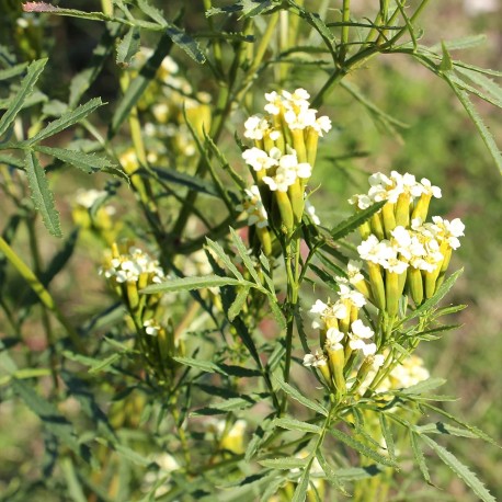MENTHE NOIRE PERUVIENNE ou HUACATAY - Graines BIO | Ferme de Sainte Marthe | Graines et Bio