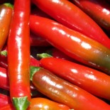 PIMENTS FORTS - DUO Kokopelli - Graines BIO | KOKOPELLI | Graines et Bio