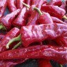 PIMENTS FORTS - DUO Kokopelli - Graines BIO | KOKOPELLI | Graines et Bio