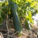 CONCOMBRE LONG VERT ANGLAIS - Graines BIO