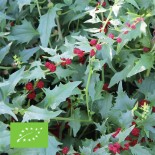 CADEAU ÉPINARD FRAISE - Graines BIO |  | Graines et Bio