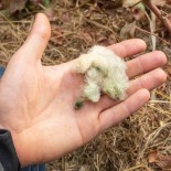 COTON VERT CLAIR Florida Green - Graines BIO | KOKOPELLI | Graines et Bio