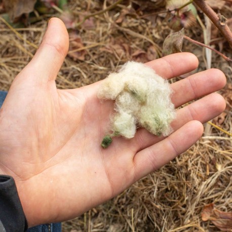 COTON VERT CLAIR Florida Green - Graines BIO | KOKOPELLI | Graines et Bio