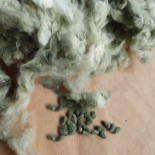 COTON VERT CLAIR Florida Green - Graines BIO | KOKOPELLI | Graines et Bio