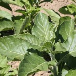 ASHWAGANDHA - Graines BIO