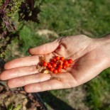 ASHWAGANDHA - Graines BIO | KOKOPELLI | Graines et Bio