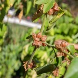 ASHWAGANDHA - Graines BIO | KOKOPELLI | Graines et Bio