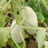 CONCOMBRE DEMI-LONG BLANC - Graines BIO | KOKOPELLI | Graines et Bio