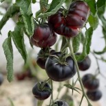 TOMATE BLACK BEAUTY - Graines BIO | Ferme de Sainte Marthe | Graines et Bio