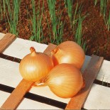 🧅 Graines d'OIGNON et POIREAU - OIGNON JAUNE Sturon - Graines BIO