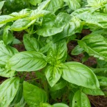 Graines de BASILIC - BASILIC VERT DE GÊNES - Graines BIO