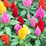🌷Graines de FLEURS DE JARDIN - CÉLOSIE ou FLEUR DE VELOURS - Graines BIO