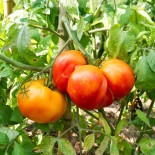 🍅 Graines de TOMATE - TOMATE ANAWINE ANANAS - Graines BIO