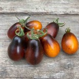 🍅 Graines de TOMATE - TOMATE CERISE POIRE Indigo Pear Drops - Graines BIO