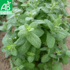 MENTHE POMME - Graines BIO | Ferme de Sainte Marthe | Graines et Bio