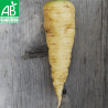 CAROTTE BLANCHE de Kuttingen - Graines BIO | Ferme de Sainte Marthe | Graines et Bio