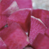 RADIS JAPONAIS RED MEAT - Graines non traitées | Ferme de Sainte Marthe | Graines et Bio