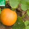 COURGE JACK O'LANTERN - Graines BIO | Ferme de Sainte Marthe | Graines et Bio