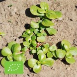 POURPIER DORÉ - Graines BIO | Ferme de Sainte Marthe | Graines et Bio