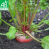 BETTERAVE CHIOGGIA - Graines BIO | Ferme de Sainte Marthe | Graines et Bio