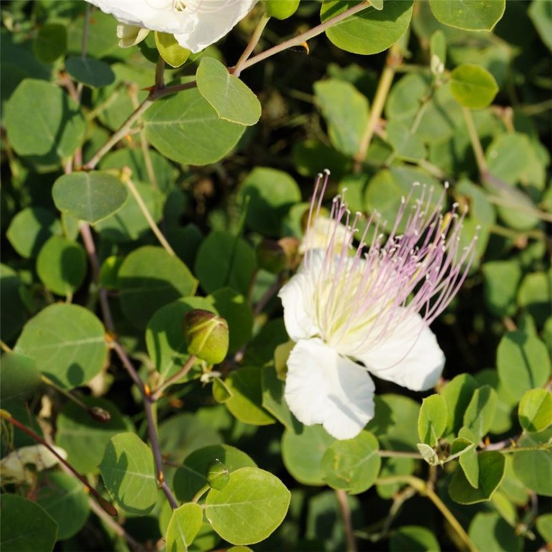 35 Graines De Câprier (Capparis Spinosa) - Variété Sans épine - Vivace, Reproductibles - Pour Climat Doux Ou Culture En Pot