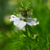 NIGELLE Cultivée ou CUMIN NOIR - Graines BIO | Ferme de Sainte Marthe | Graines et Bio
