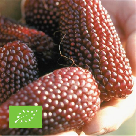 Graines De Maïs Fraise (pop-corn Décoratif) - 10+ Graines - À Cultiver En Extérieur, Facile