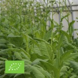 TABAC BLOND de Virginie - Graines BIO | Ferme de Sainte Marthe | Graines et Bio
