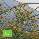 TABAC BLOND de Virginie - Graines BIO | Ferme de Sainte Marthe | Graines et Bio