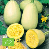 COURGE SPAGHETTI - Graines BIO | Ferme de Sainte Marthe | Graines et Bio