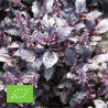 BASILIC POURPRE - Graines BIO | Ferme de Sainte Marthe | Graines et Bio
