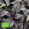 BASILIC POURPRE - Graines BIO | Ferme de Sainte Marthe | Graines et Bio