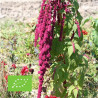 AMARANTE À FLEURS ROUGE - Graines BIO | Ferme de Sainte Marthe | Graines et Bio