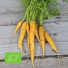 CAROTTES en Mélange: 4 VARIÉTÉS - Graines BIO | Ferme de Sainte Marthe | Graines et Bio