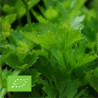 CÉLERI à COUPER - Graines BIO | Ferme de Sainte Marthe | Graines et Bio